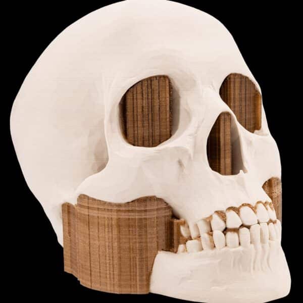 3DXtech - Simubone - Knochen - Bone modeling - Filament